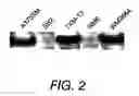 Fig. 03 - Use of antibodies against the MUC18 antigen