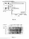 Fig. 09 - Method for screening transcriptional coregulatory proteins of transcription factors, and androgen receptor transcriptional coregulatory proteins as targets for androgen receptor-dependent diseases