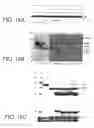 Fig. 20 - Neutralizing human antibodies to anthrax toxin