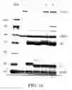 Fig. 22 - Neutralizing human antibodies to anthrax toxin