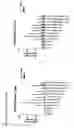 Fig. 17 - Vaccine against hcv
