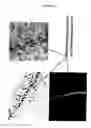 Fig. 08 - Bio-synthetic matrix and uses thereof