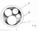 Fig. 02 - Process for preparing an enzyme containing granule