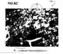 Fig. 13 - Optically embossed sheet for a laminate and method of making