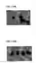 Fig. 11 - Positive active material for rechargeable lithium battery and method of preparing same