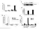 Fig. 01 - Method for screening compounds for those that modulate transducers of regulated CREB activity
