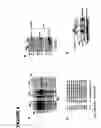 Fig. 07 - Method for screening compounds for those that modulate transducers of regulated CREB activity