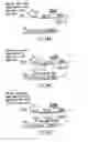 Fig. 46 - Methods and compositions for use in spliceosome mediated RNA trans-splicing