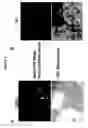 Fig. 04 - Self-replicating RNA molecule from hepatitis C virus