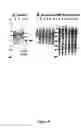 Fig. 05 - Recombinant fusion proteins with high affinity binding to gold and applications thereof
