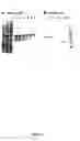 Fig. 06 - Recombinant fusion proteins with high affinity binding to gold and applications thereof