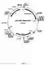 Fig. 15 - Recombinant fusion proteins with high affinity binding to gold and applications thereof