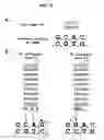 Fig. 35 - Methods for producing zinc finger proteins that bind to extended dna target sequences