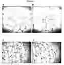 Fig. 06 - Method for identifying nucleic acid molecules associated with angiogenesis