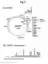 Fig. 04 - Method of synthesizing cDNA