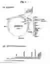Fig. 05 - Method of synthesizing cDNA