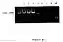 Fig. 02 - Compositions for DNA amplification, synthesis, and mutagenesis