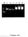 Fig. 03 - Compositions for DNA amplification, synthesis, and mutagenesis