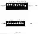 Fig. 04 - Compositions for DNA amplification, synthesis, and mutagenesis