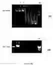 Fig. 06 - Compositions for DNA amplification, synthesis, and mutagenesis