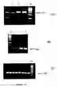 Fig. 07 - Compositions for DNA amplification, synthesis, and mutagenesis