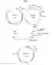 Fig. 02 - α-1,3-fucosyltransferase