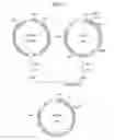 Fig. 04 - α-1,3-fucosyltransferase