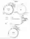 Fig. 09 - α-1,3-fucosyltransferase