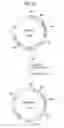 Fig. 13 - α-1,3-fucosyltransferase