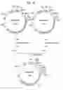 Fig. 16 - α-1,3-fucosyltransferase