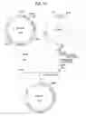Fig. 19 - α-1,3-fucosyltransferase