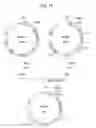 Fig. 20 - α-1,3-fucosyltransferase