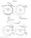 Fig. 26 - α-1,3-fucosyltransferase