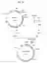 Fig. 27 - α-1,3-fucosyltransferase