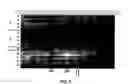 Fig. 05 - Compositions and methods for the detection of a nucleic acid using a cleavage reaction