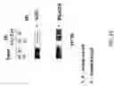 Fig. 35 - RNA expression profile predicting response to tamoxifen in breast cancer patients