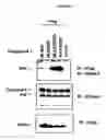 Fig. 06 - Compositions and methods for screening pro-apoptotic compounds