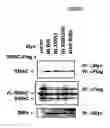 Fig. 08 - Compositions and methods for screening pro-apoptotic compounds