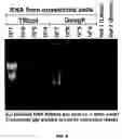 Fig. 09 - Method for generating variable domain sequences of heavy chain antibodies