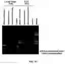 Fig. 13 - Method for generating variable domain sequences of heavy chain antibodies