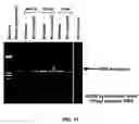 Fig. 14 - Method for generating variable domain sequences of heavy chain antibodies