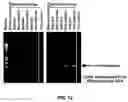 Fig. 15 - Method for generating variable domain sequences of heavy chain antibodies