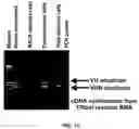 Fig. 16 - Method for generating variable domain sequences of heavy chain antibodies
