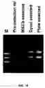 Fig. 17 - Method for generating variable domain sequences of heavy chain antibodies