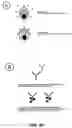 Fig. 30 - Method for generating variable domain sequences of heavy chain antibodies