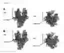 Fig. 06 - Switch-region: target and method for inhibition of bacterial RNA polymerase