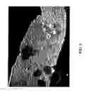 Fig. 06 - In situ analysis of tissues