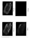 Fig. 09 - In situ analysis of tissues