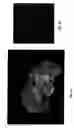 Fig. 10 - In situ analysis of tissues