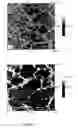 Fig. 10 - Linker molecules for selective metallisation of nucleic acids and their uses